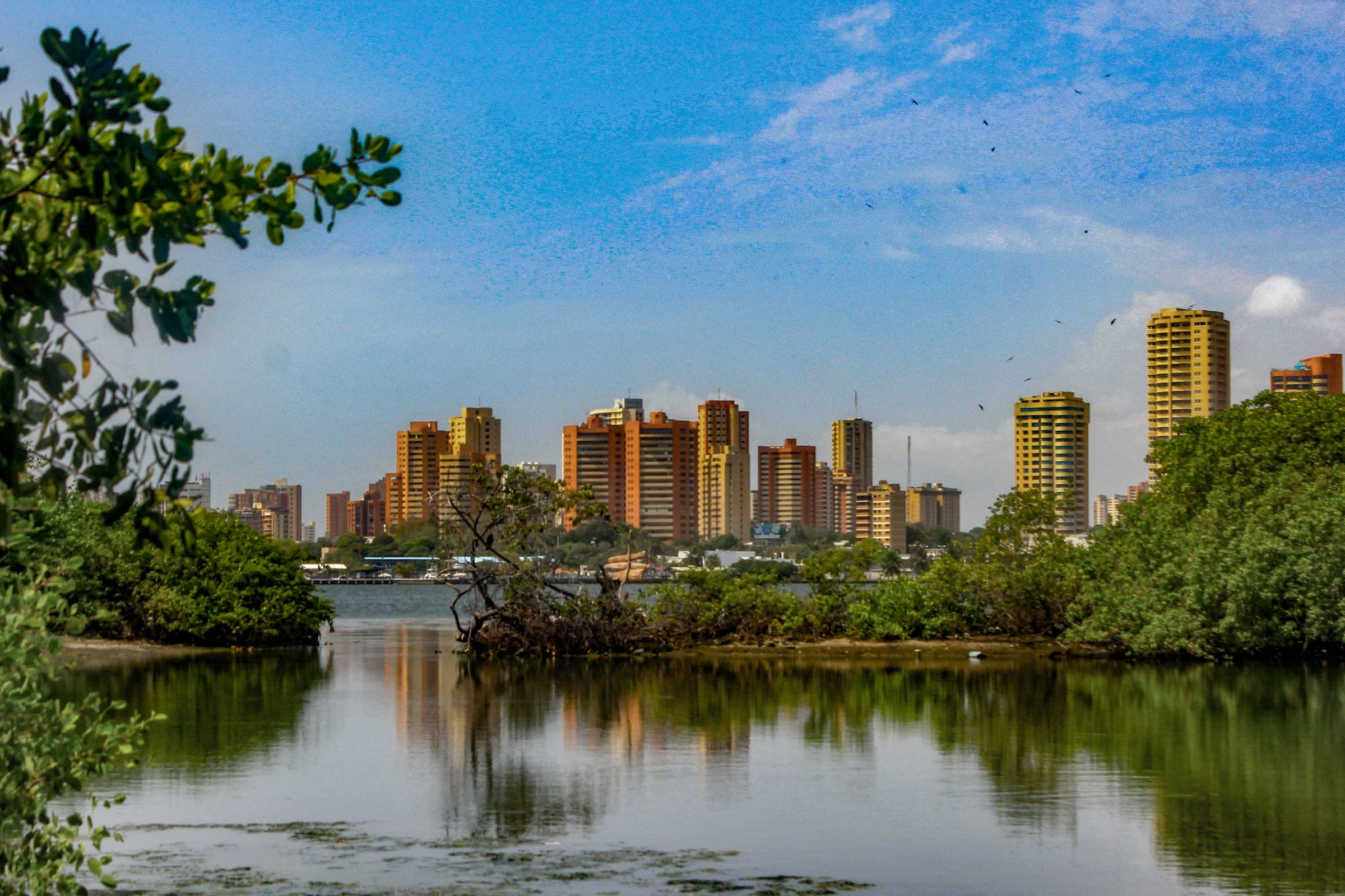 Manglares frente a los edificios de Maracaibo